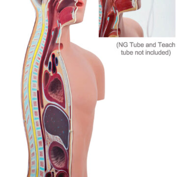 NG & Tracheostomy Teaching Torso, Life Size