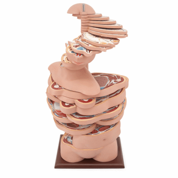 Human Head, Neck and Trunk Horizontal Section Tomographic Anatomical Model