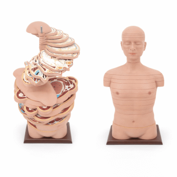 Human Head, Neck and Trunk Horizontal Section Tomographic Anatomical Model
