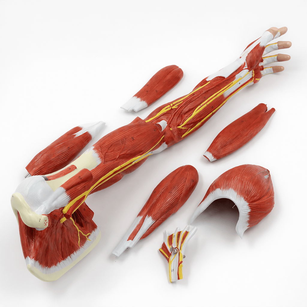 DS-50331 - Arm Muscle Model with Shoulder Girdle, 7 Parts Arm Muscle Model with Shoulder Girdle, 7 Parts