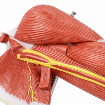 Arm Muscle Model with Shoulder Girdle, 7 Parts