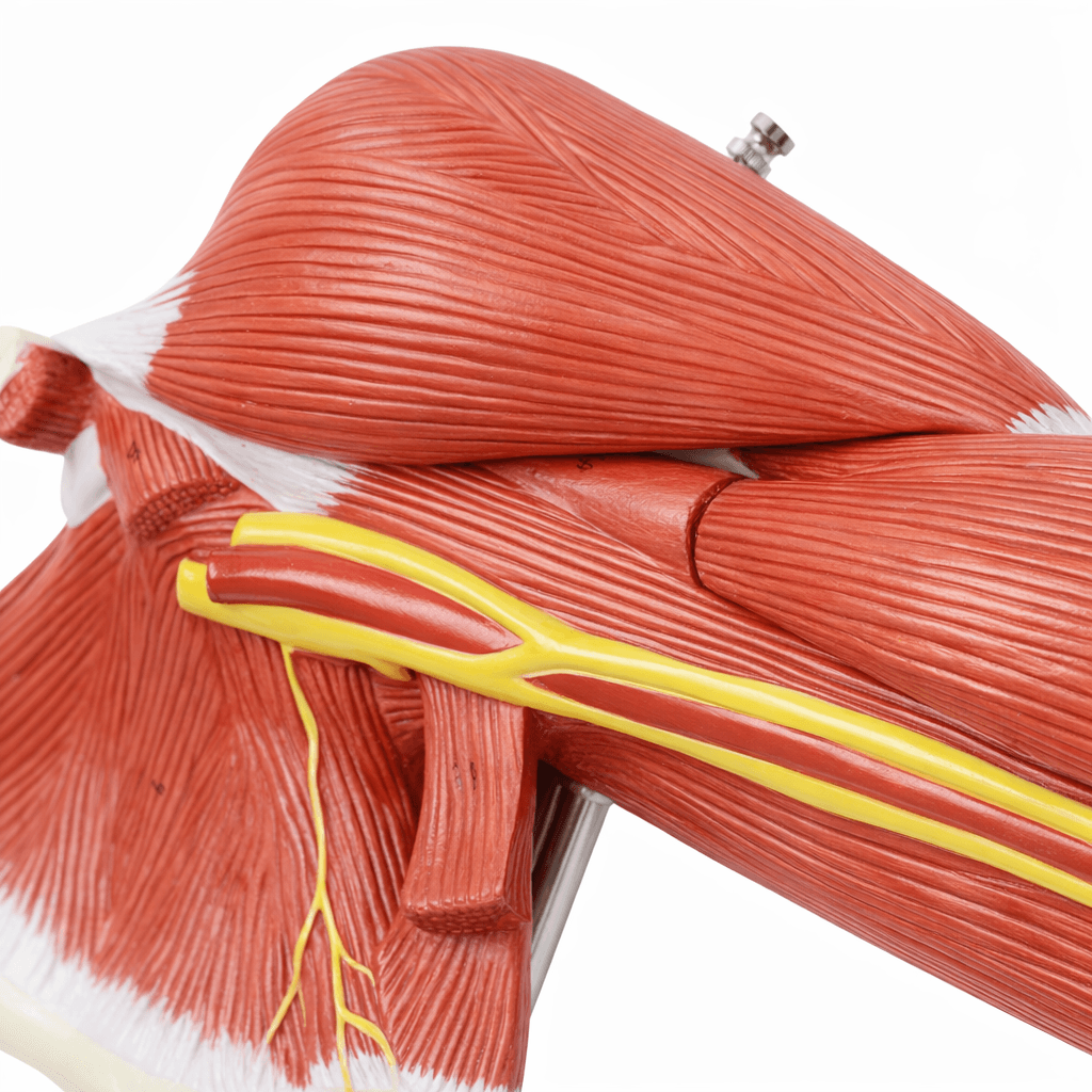DS-50331 - Arm Muscle Model with Shoulder Girdle, 7 Parts Arm Muscle Model with Shoulder Girdle, 7 Parts