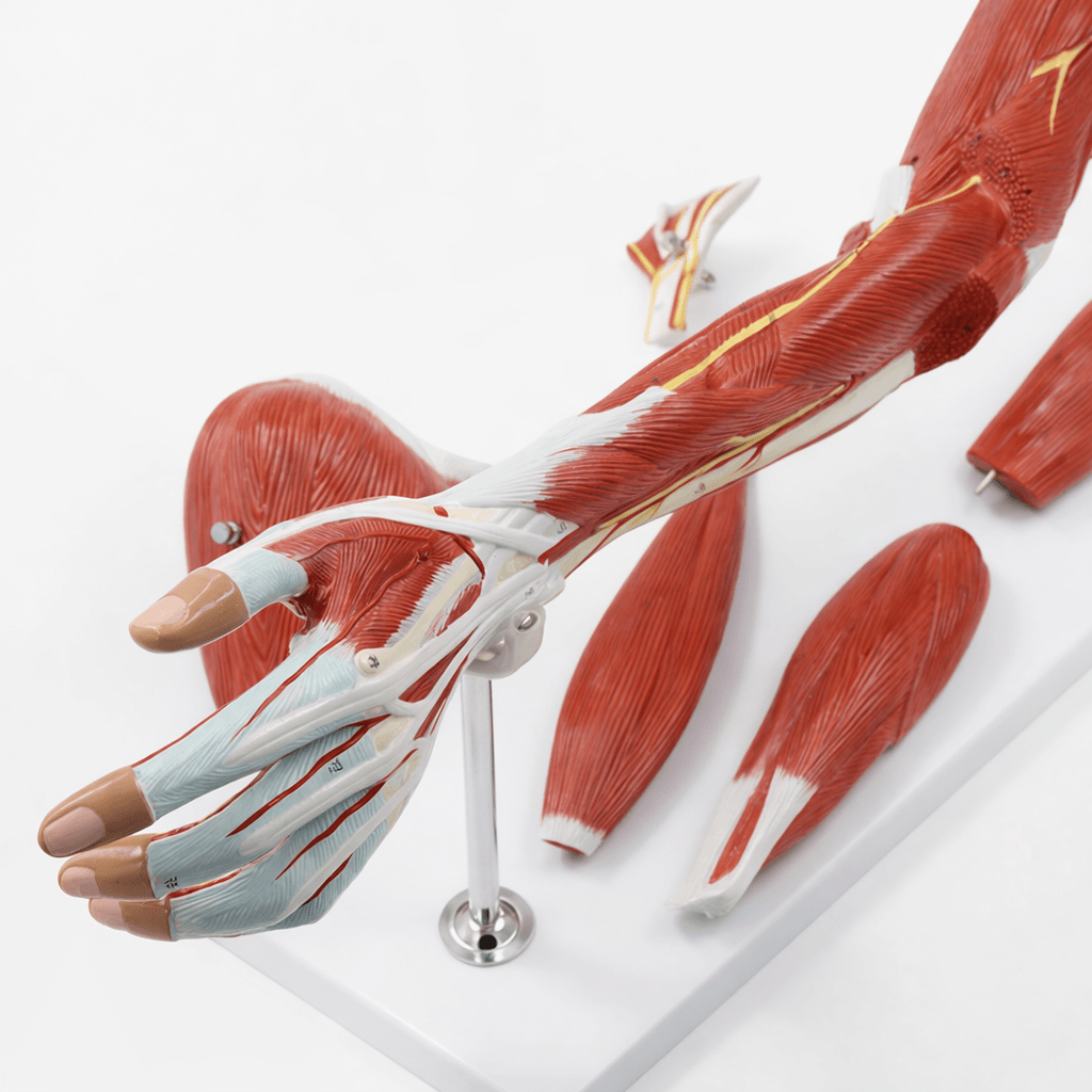 DS-50331 - Arm Muscle Model with Shoulder Girdle, 7 Parts Arm Muscle Model with Shoulder Girdle, 7 Parts