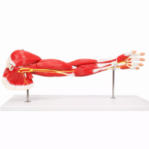 Arm Muscle Model with Shoulder Girdle, 7 Parts