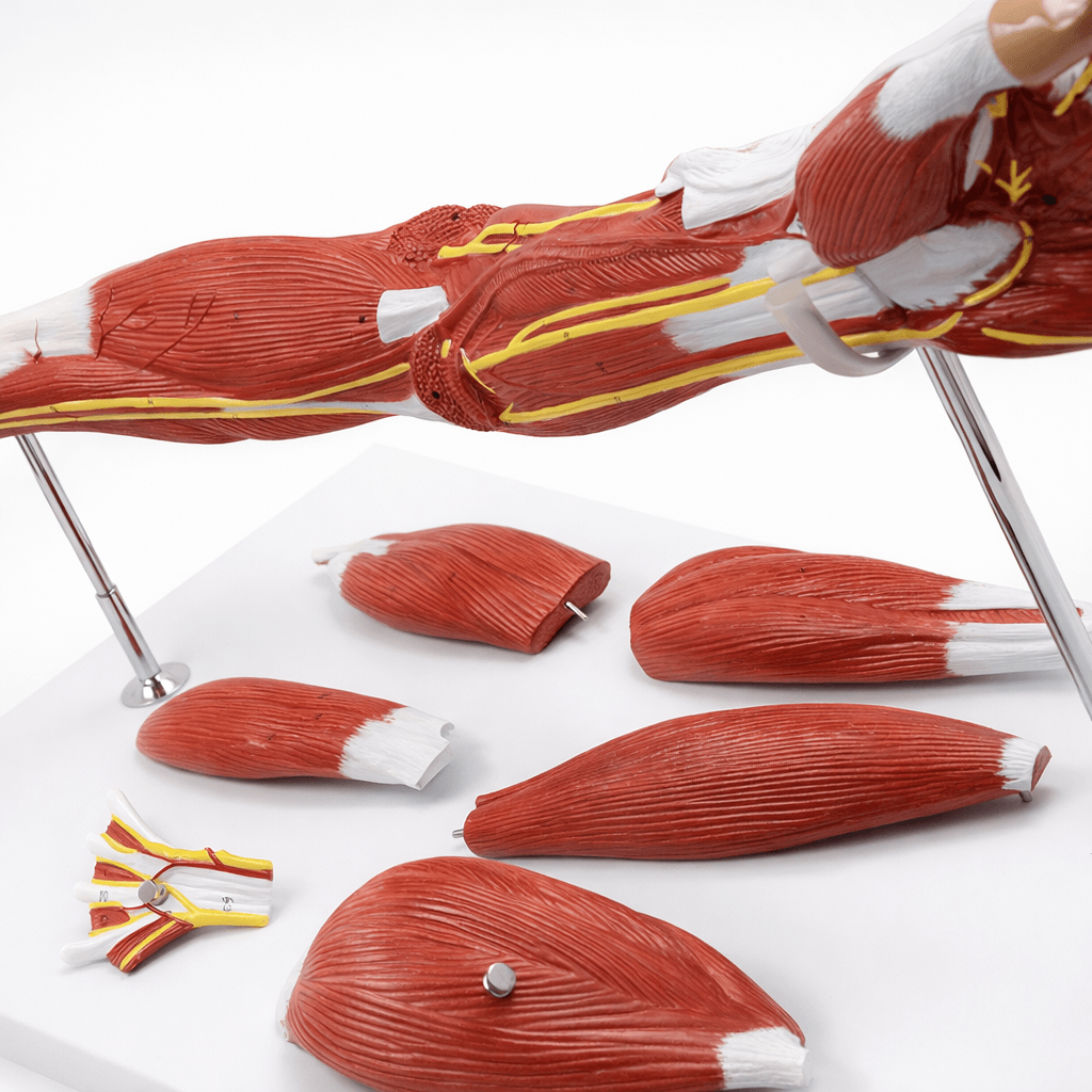 DS-50331 - Arm Muscle Model with Shoulder Girdle, 7 Parts Arm Muscle Model with Shoulder Girdle, 7 Parts