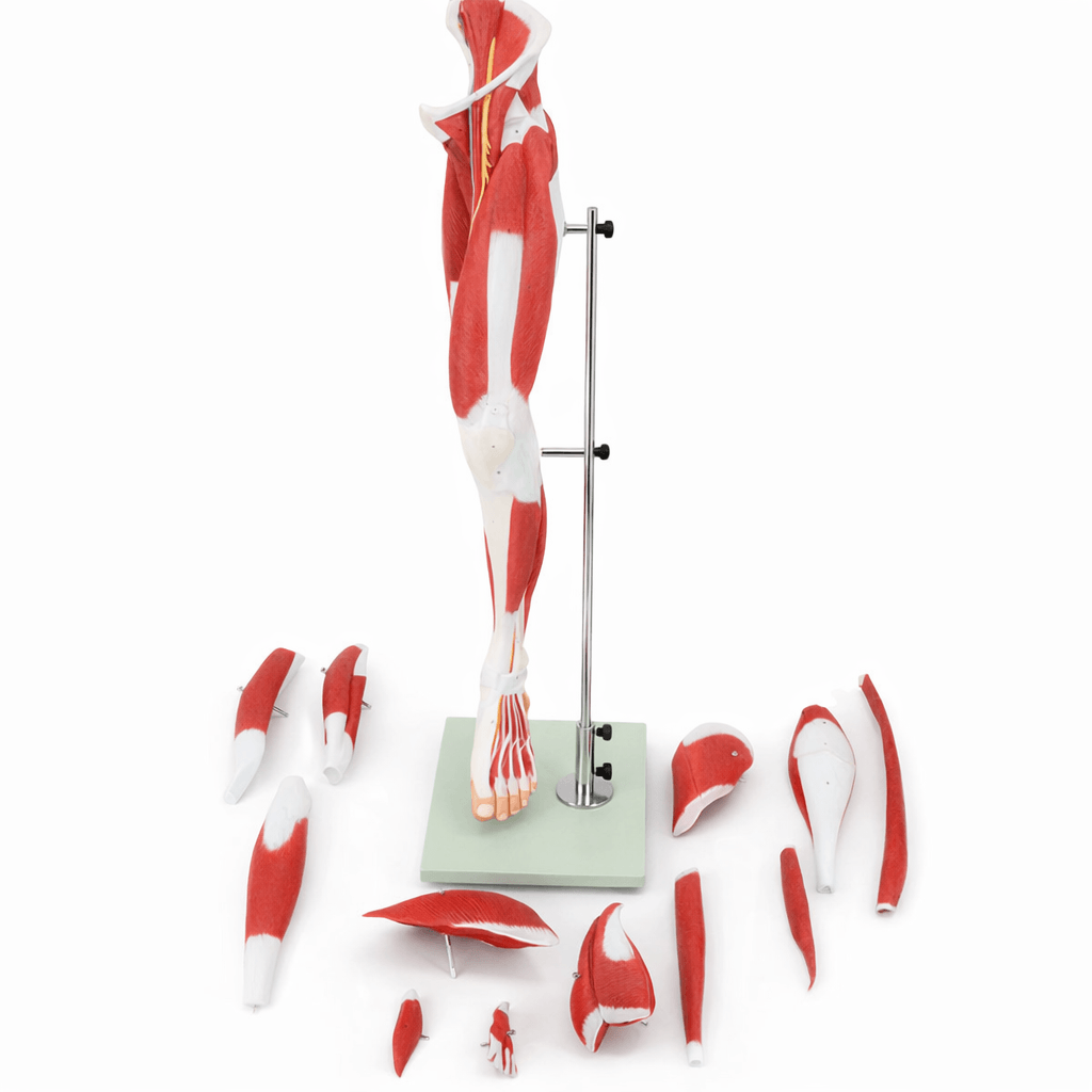 DS-50332 - Leg Muscle Model with Pelvic Base, 14 Parts Leg Muscle Model with Pelvic Base, 14 Parts