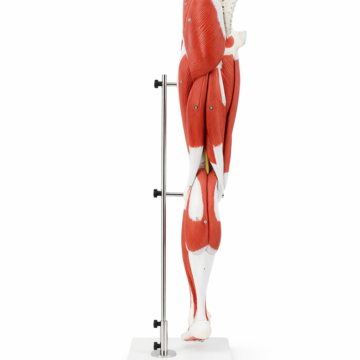 Leg Muscle Model with Pelvic Base, 14 Parts