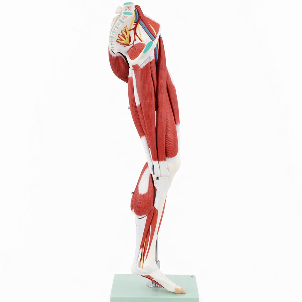 DS-50332 - Leg Muscle Model with Pelvic Base, 14 Parts Leg Muscle Model with Pelvic Base, 14 Parts