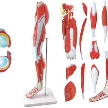 Leg Muscle Model with Pelvic Base, 14 Parts