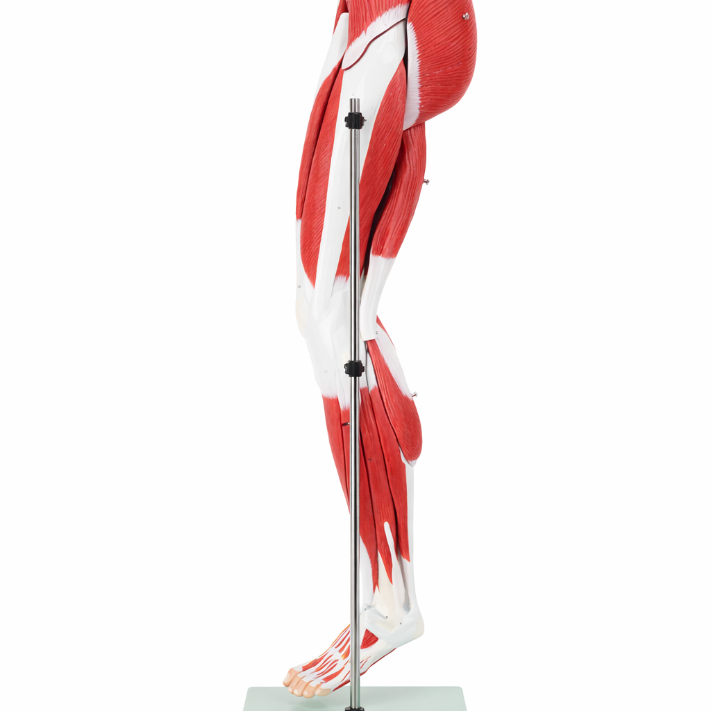DS-50332 - Leg Muscle Model with Pelvic Base, 14 Parts Leg Muscle Model with Pelvic Base, 14 Parts