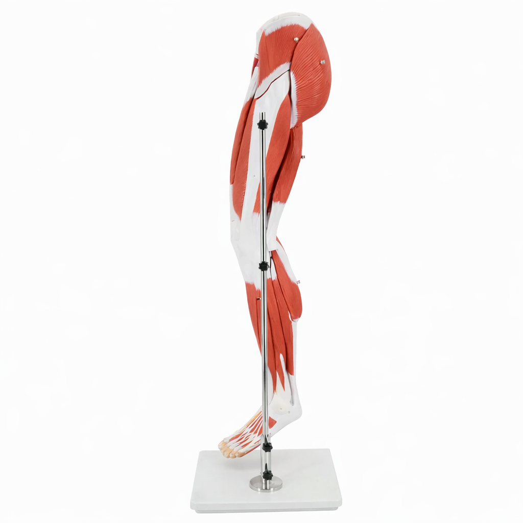 DS-50332 - Leg Muscle Model with Pelvic Base, 14 Parts Leg Muscle Model with Pelvic Base, 14 Parts