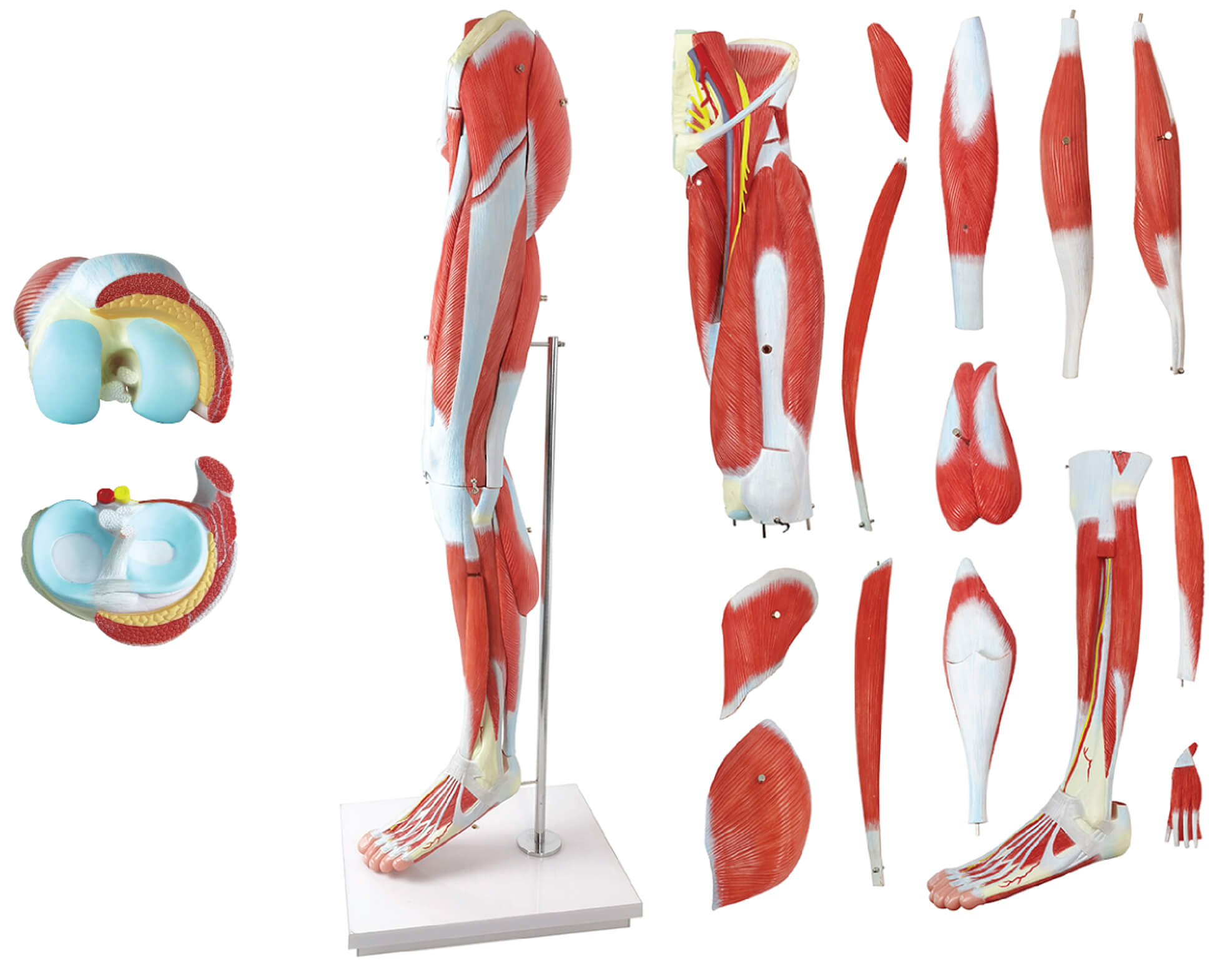 DS-50332 - Leg Muscle Model with Pelvic Base, 14 Parts Leg Muscle Model with Pelvic Base, 14 Parts
