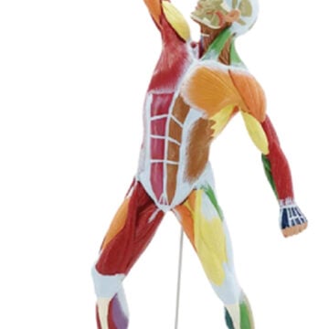 50cm Didactic Muscule Figure, 1/4 Life Size