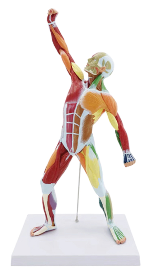 DS-50334 - 50cm Didactic Muscule Figure, 1/4 Life Size 50cm Didactic Muscule Figure, 1/4 Life Size