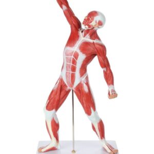 50cm Muscular Figure Model, 1/4 Life Size
