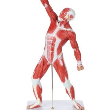 50cm Muscular Figure Model, 1/4 Life Size