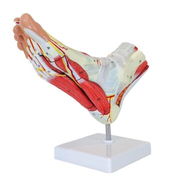 Foot Muscle Model, 9 Parts