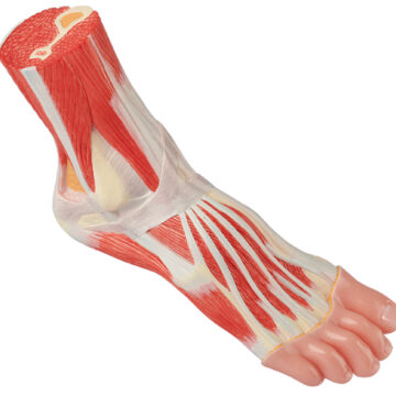 Normal Foot, Life Size