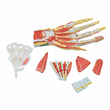 Hand Muscle Model with Forearm Base, 7 Parts