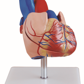 Life-Size Heart Model