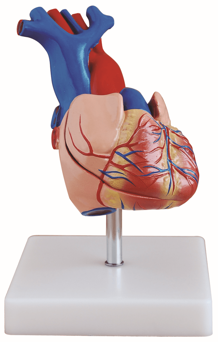 DS-50404 - Life-Size Heart Model Life-Size Heart Model