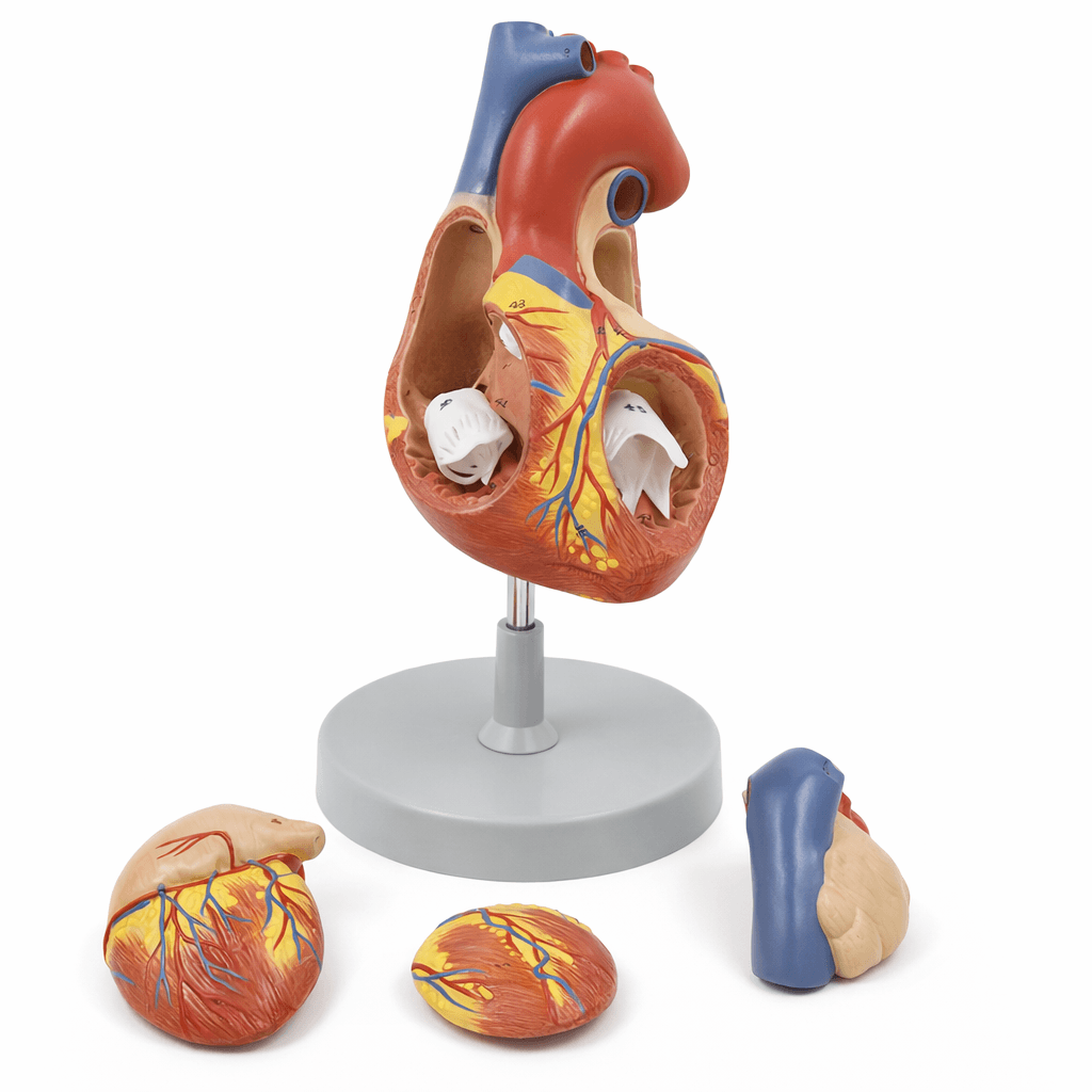 DS-50405 - Heart Model (2× Enlarged), 4 Parts Heart Model (2× Enlarged), 4 Parts