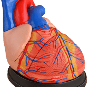 Jumbo Heart Model (4× Enlarged), 3 Parts