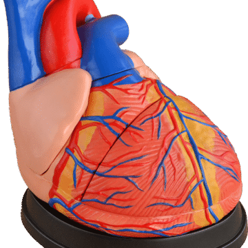 Jumbo Heart Model (4× Enlarged), 3 Parts