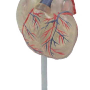 Transparent Heart, 2 Parts