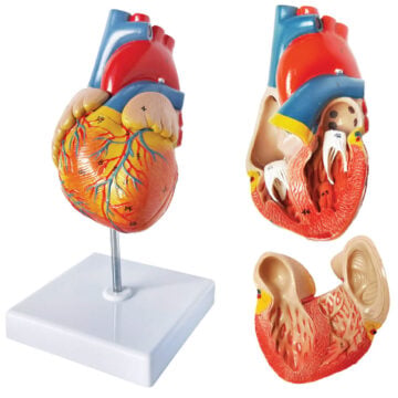 Classic Heart, Life Size, 2 Parts