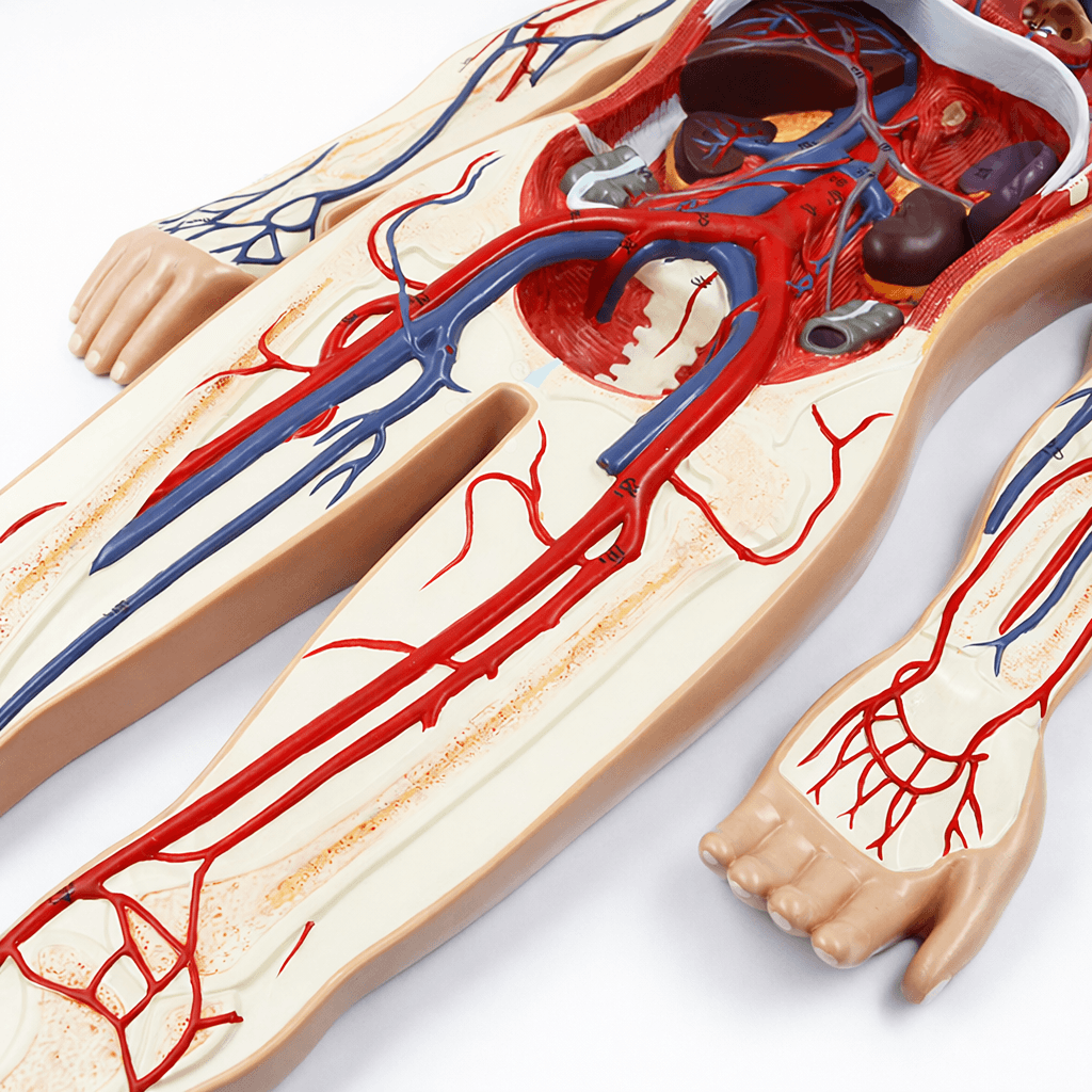 DS-50438 - Circulatory System Model Circulatory System Model
