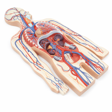 Circulatory System Model