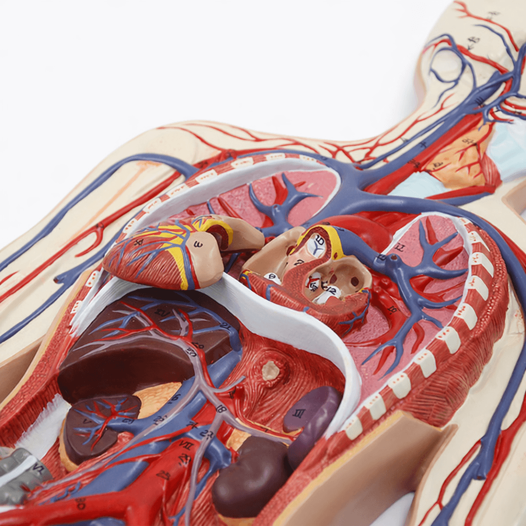 DS-50438 - Circulatory System Model Circulatory System Model