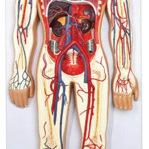 Circulatory System Model