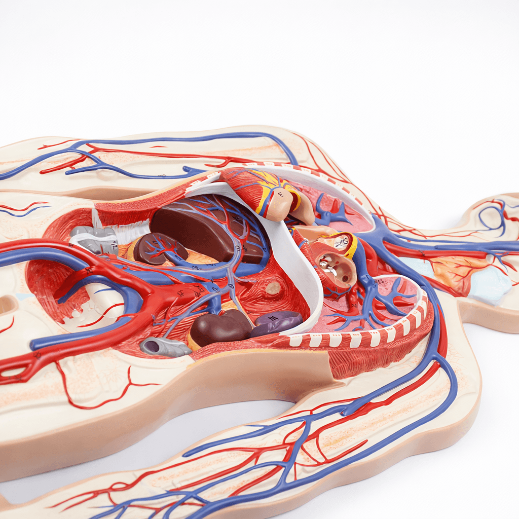 DS-50438 - Circulatory System Model Circulatory System Model