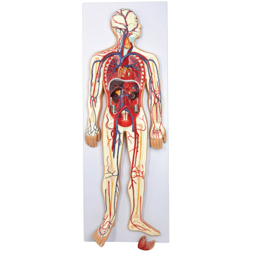 Circulatory System Model