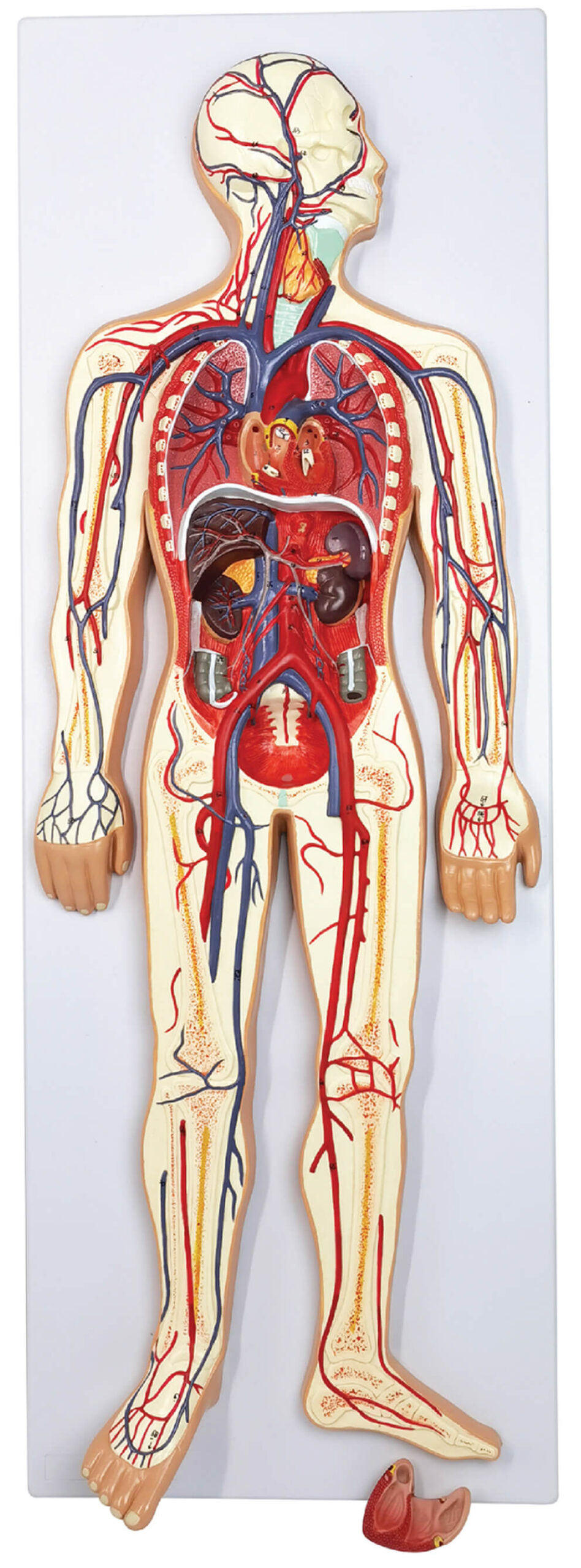 DS-50438 - Circulatory System Model Circulatory System Model
