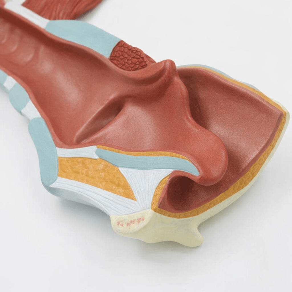 DS-50440 - Larynx Anatomy Model (2× Enlarged), 5 Parts Larynx Anatomy Model (2× Enlarged), 5 Parts