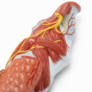 Larynx Anatomy Model (2× Enlarged), 5 Parts