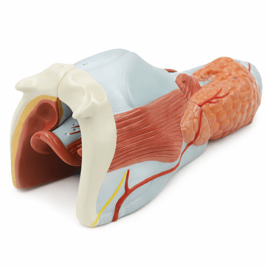 DS-50440 - Larynx Anatomy Model (2× Enlarged), 5 Parts Larynx Anatomy Model (2× Enlarged), 5 Parts