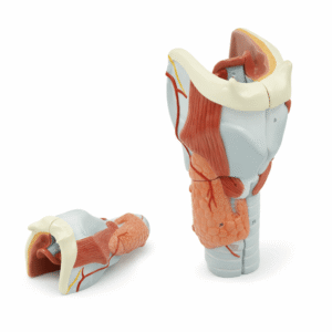 Larynx Anatomy Model (2× Enlarged), 5 Parts