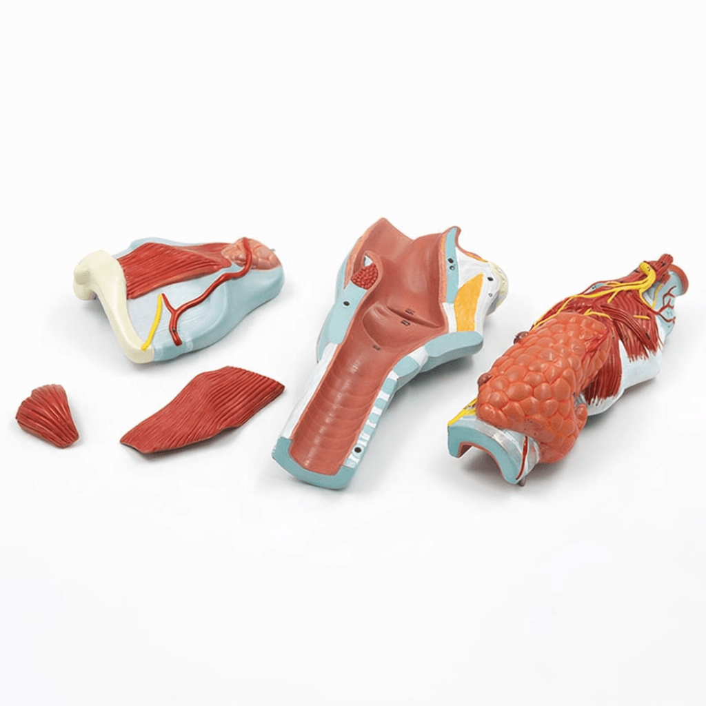 DS-50440 - Larynx Anatomy Model (2× Enlarged), 5 Parts Larynx Anatomy Model (2× Enlarged), 5 Parts