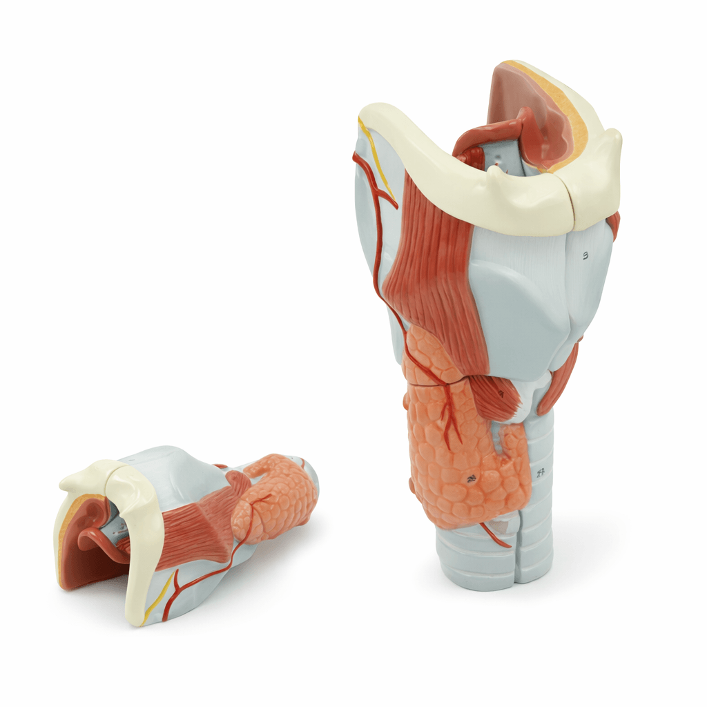 DS-50440 - Larynx Anatomy Model (2× Enlarged), 5 Parts Larynx Anatomy Model (2× Enlarged), 5 Parts