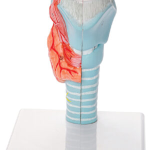 Larynx Model, Life Size, 2 Parts
