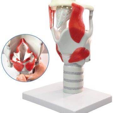 Functional Model of the Larynx, 3× Enlarged
