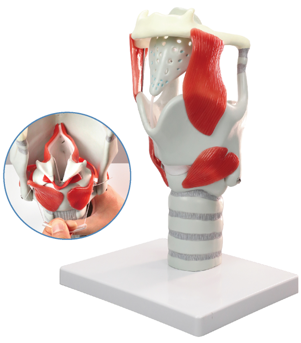 DS-50443 - Functional Model of the Larynx, 3× Enlarged Functional Model of the Larynx, 3× Enlarged