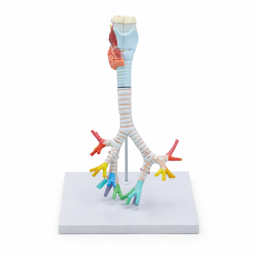 Trachea and Bronchus Model with Larynx, 3 Part, Natural Size