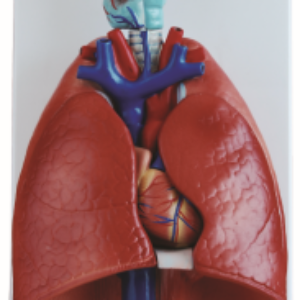 Larynx, Heart and Lung Model, 7 Parts