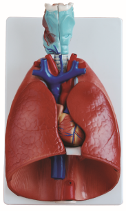 DS-50446 - Larynx, Heart and Lung Model, 7 Parts Larynx, Heart and Lung Model, 7 Parts