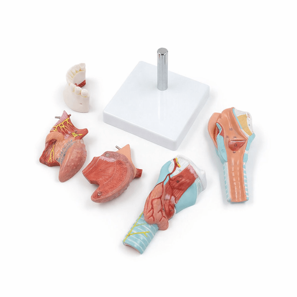 DS-50447 - Tongue and Larynx Model, 5 Parts Tongue and Larynx Model, 5 Parts